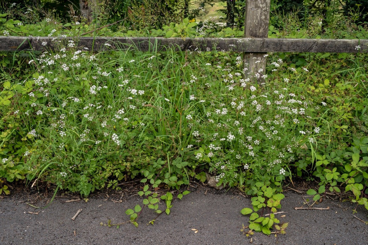 UPRIGHT HEDGE PARSLEY  Torilis japonica