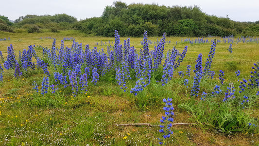 VIPER'S-BUGLOSS  Echium vulgare