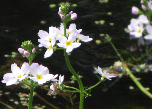 WATER VIOLET  Hottonia palustris