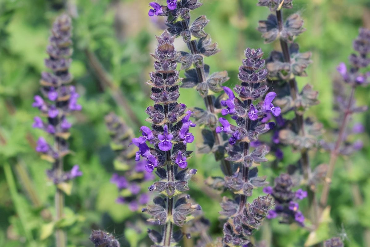 WILD CLARY  Salvia verbenaca