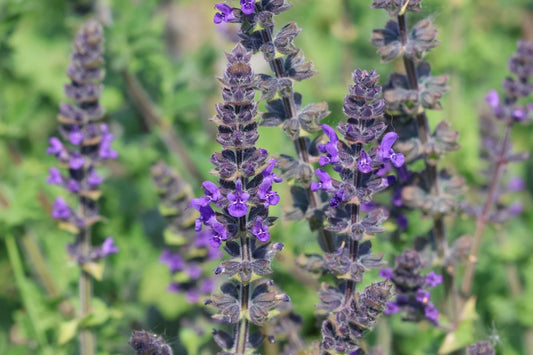 WILD CLARY  Salvia verbenaca