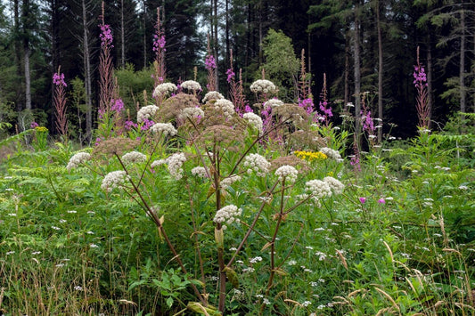 WILD ANGELICA  Angelica sylvestris