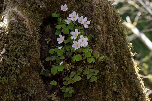 WOOD SORREL Oxalis acetosella