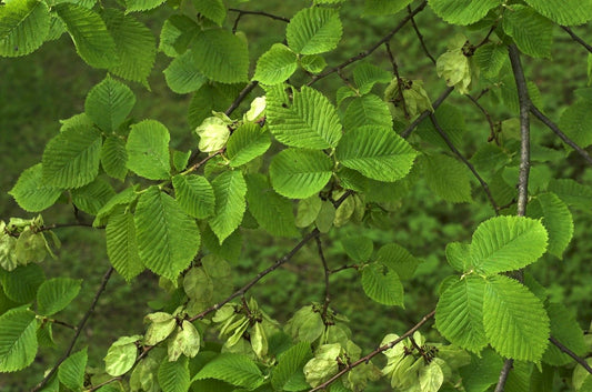WYCH ELM  Ulmus glabra