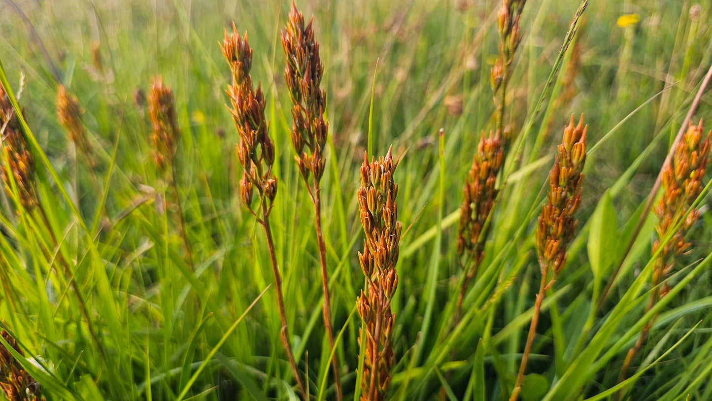 BOG ASPHODEL  Narthecium ossifragum