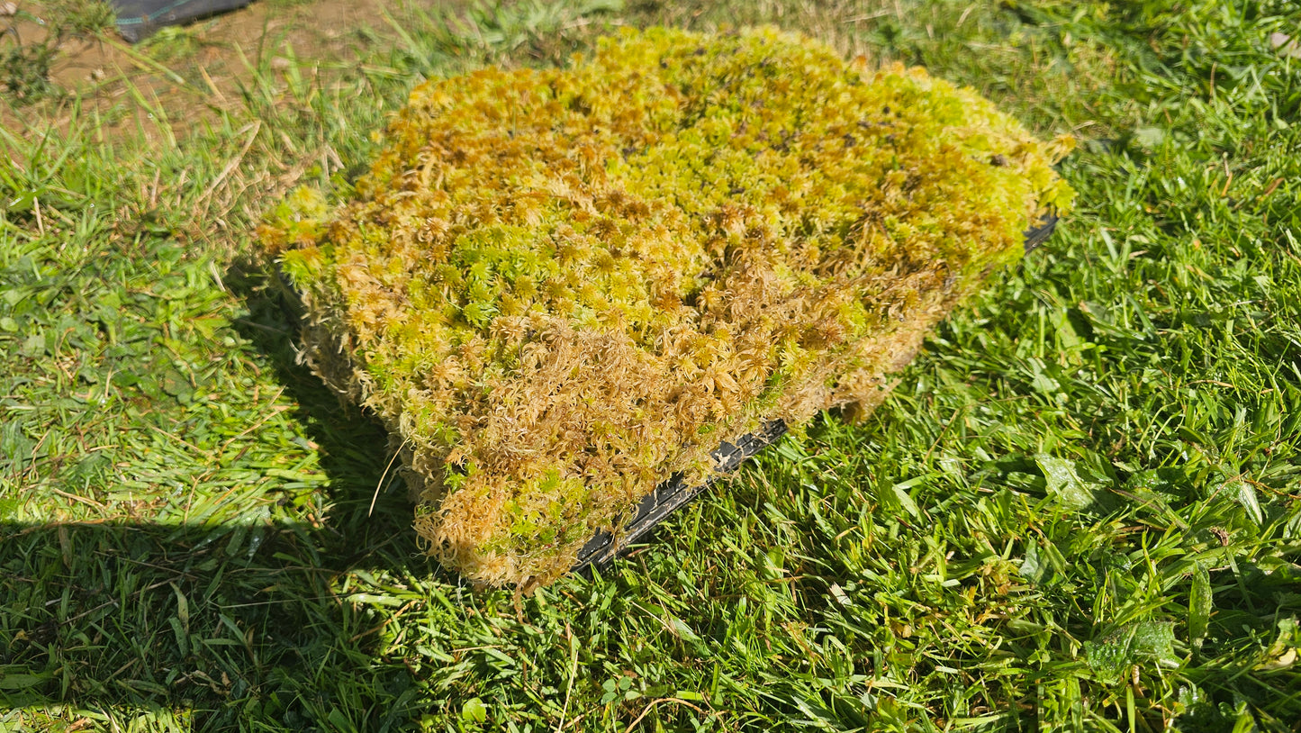SPHAGNUM / BOG-MOSS