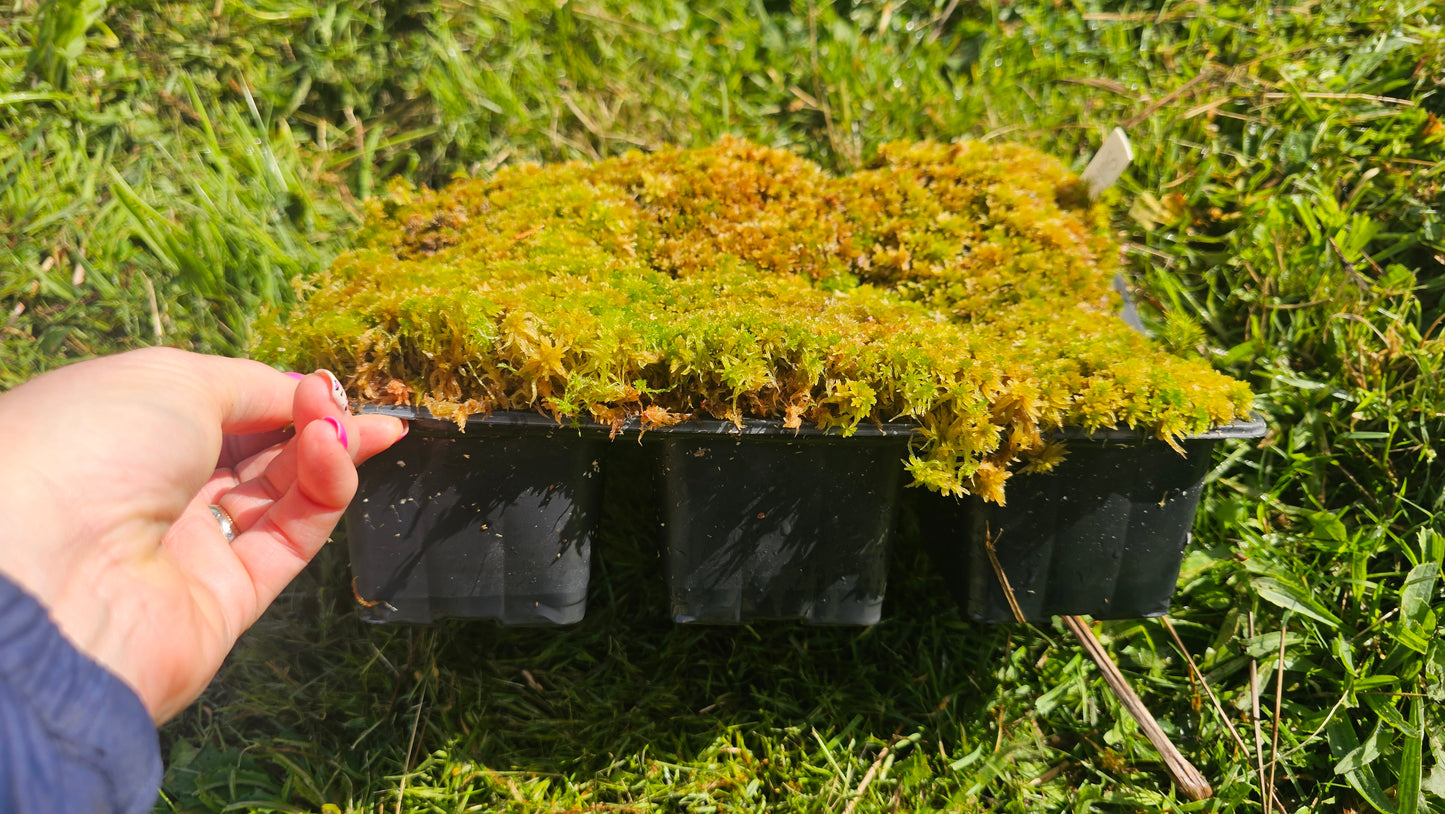 SPHAGNUM / BOG-MOSS