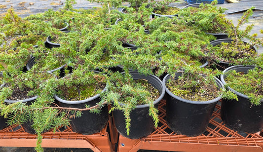 JUNIPER  Juniperus communis