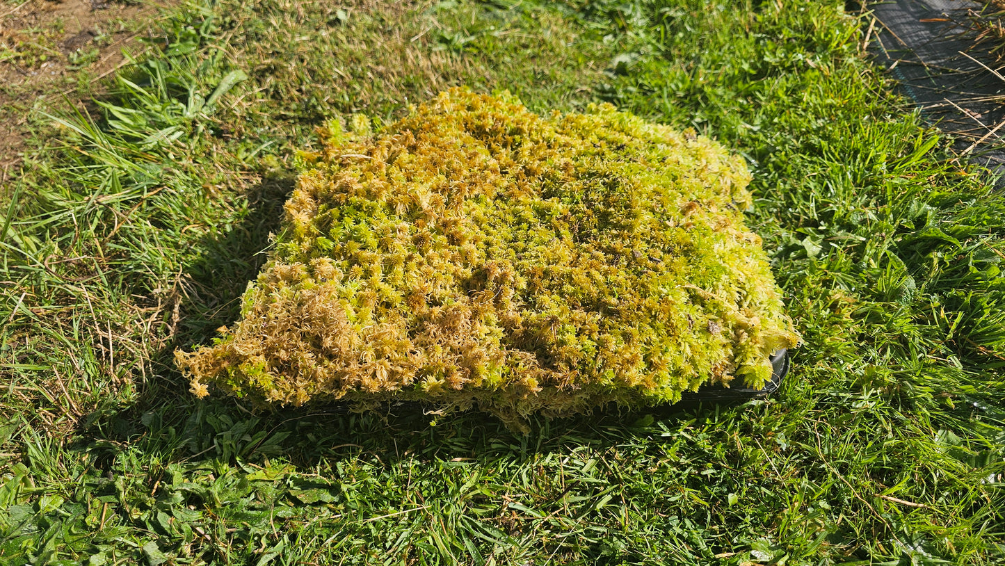 SPHAGNUM / BOG-MOSS