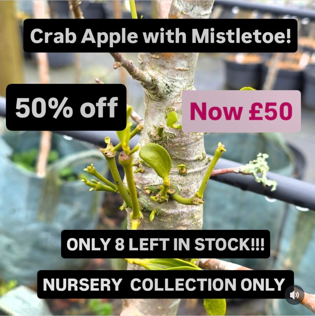 Gower Crab Apple with Mistletoe Tree