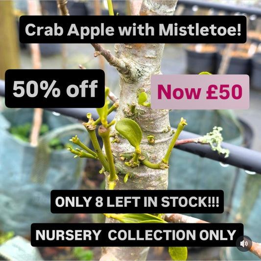 Gower Crab Apple with Mistletoe Tree