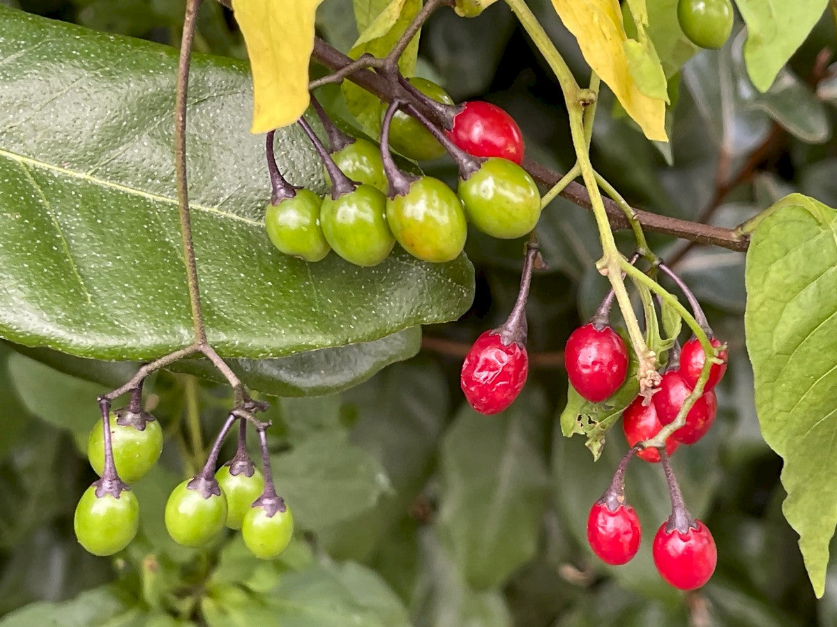 BITTERSWEET  Solanum dulcamara
