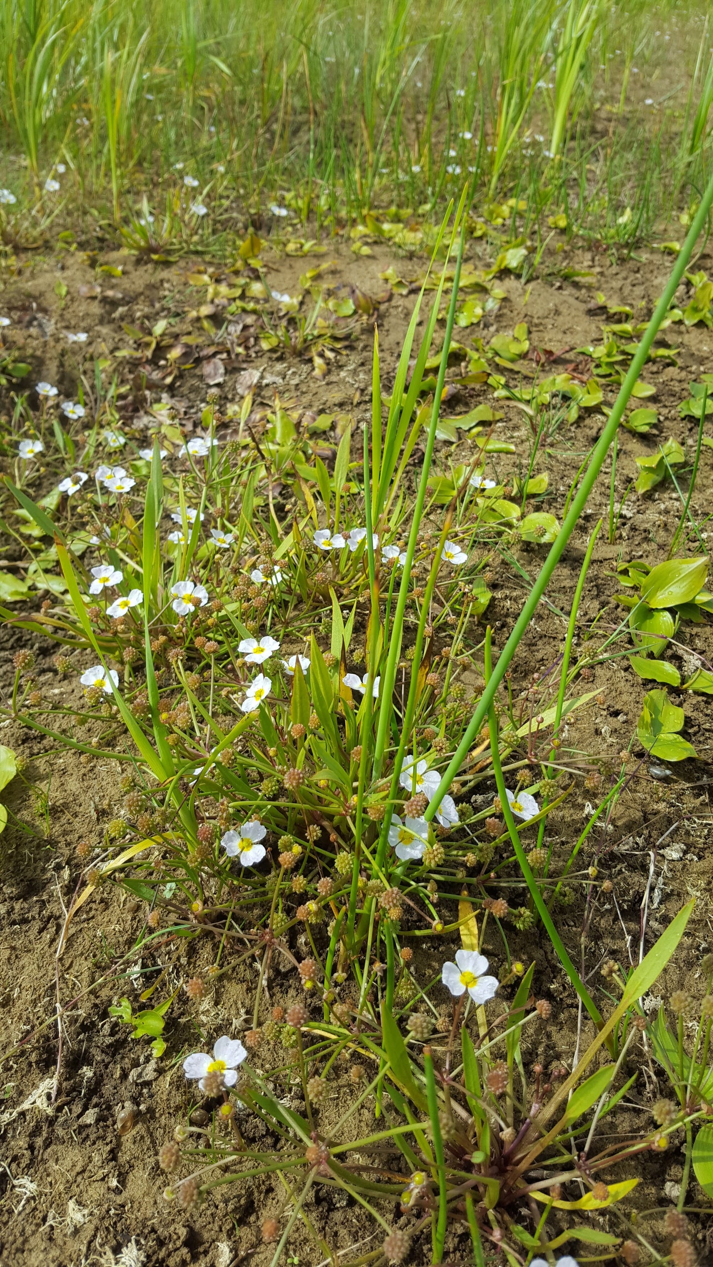 LESSER WATER-PLANTAIN  Baldellia ranunculoides