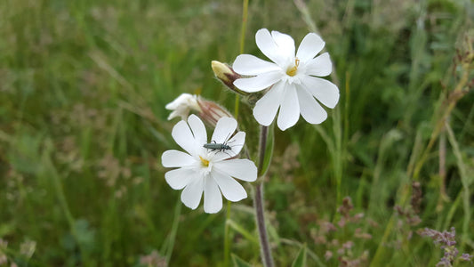 WHITE CAMPION  Silene latifolia