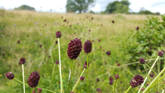 GREAT BURNET  Sanguisorba officinalis