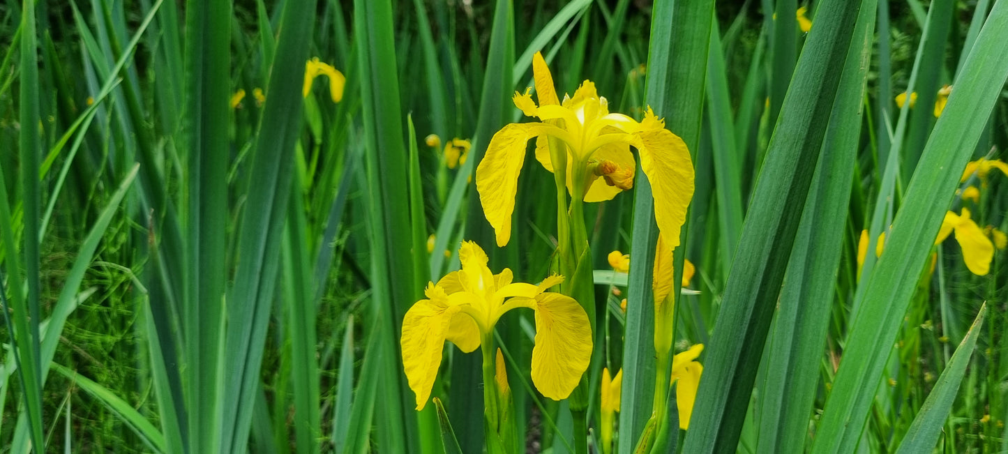 YELLOW IRIS/FLAG  Iris pseudacorus