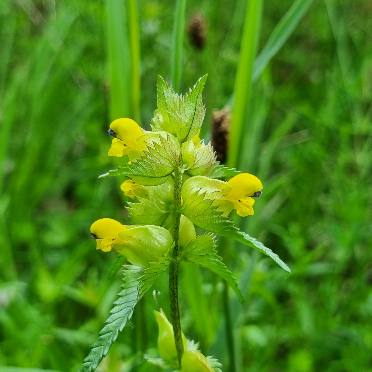 Nh Yellow Rattle YELLOW-RATTLE Rhinanthus minor Seeds – Celtic Wildflowers