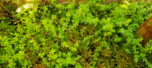 HEATH BEDSTRAW  Galium saxatile