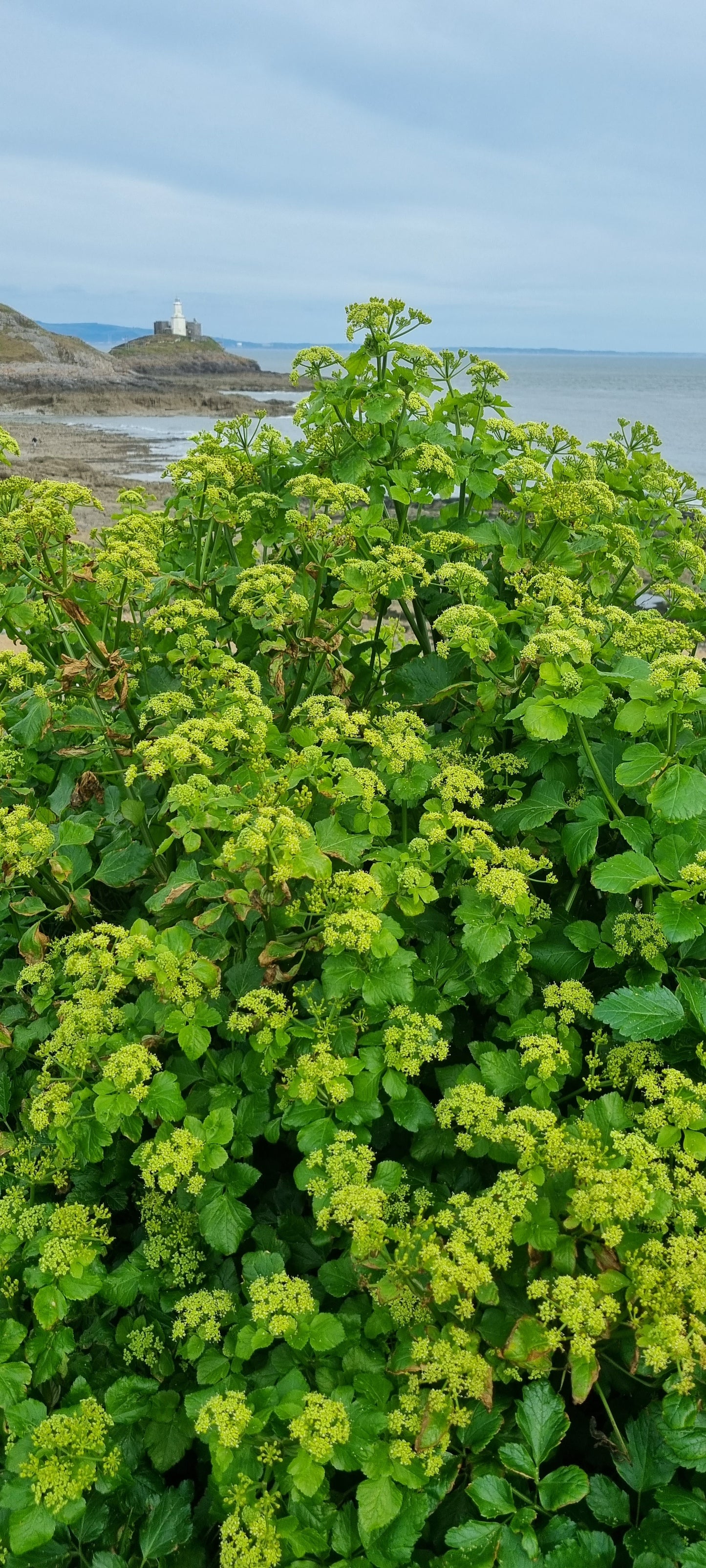 ALEXANDERS  Smyrnium olusatrum