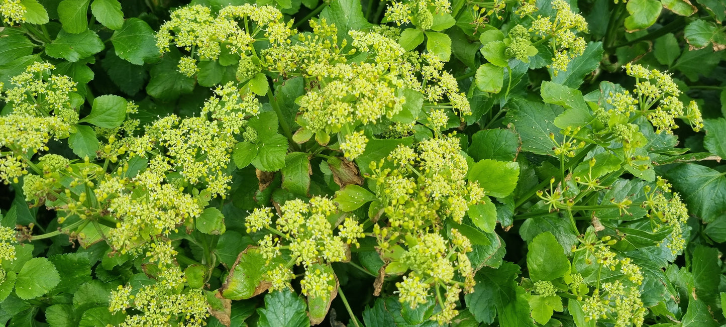 ALEXANDERS  Smyrnium olusatrum