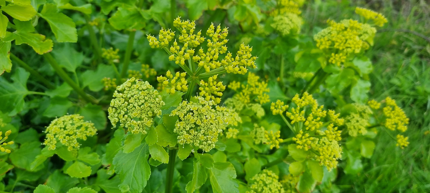 ALEXANDERS  Smyrnium olusatrum