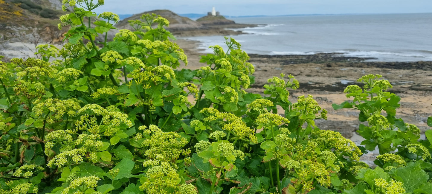 ALEXANDERS  Smyrnium olusatrum