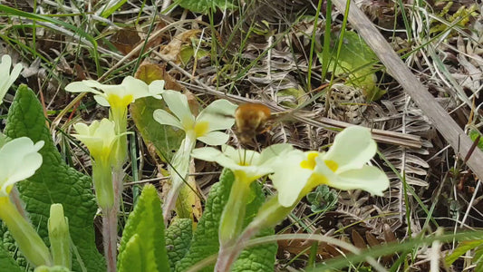 PRIMROSE  Primula vulgaris