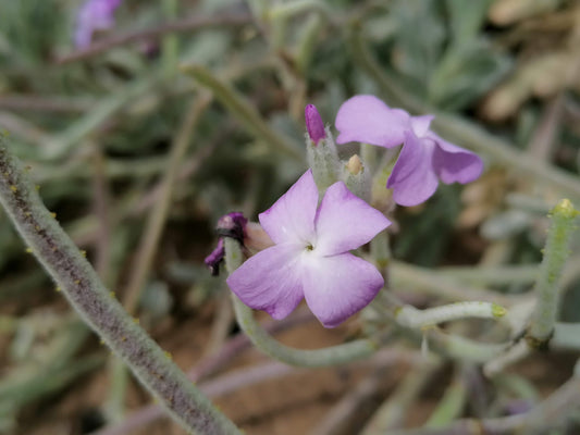 SEA STOCK  Matthiola sinuata