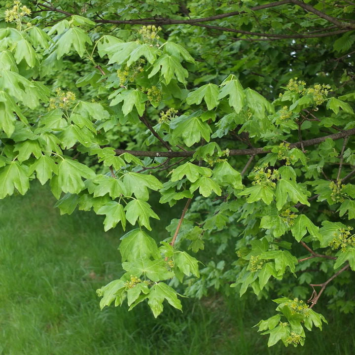 FIELD MAPLE  Acer campestre