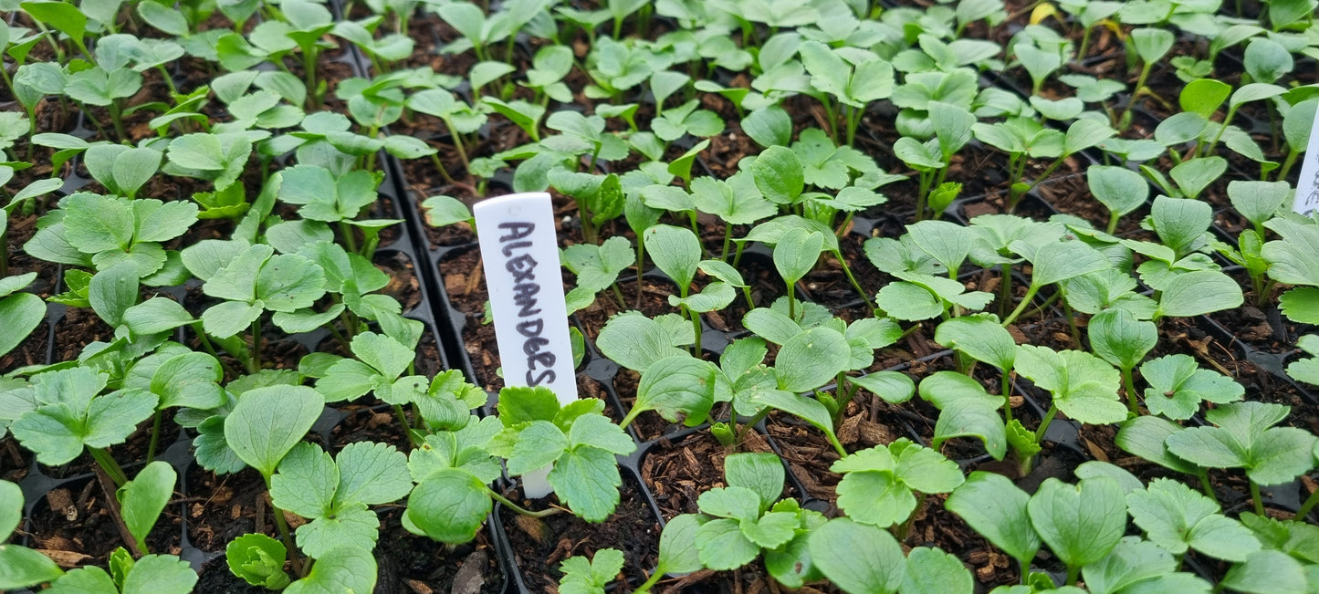 ALEXANDERS  Smyrnium olusatrum