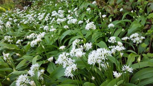 RAMSONS / WILD GARLIC  Allium ursinum