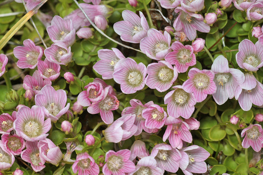 BOG PIMPERNEL  Anagallis tenella