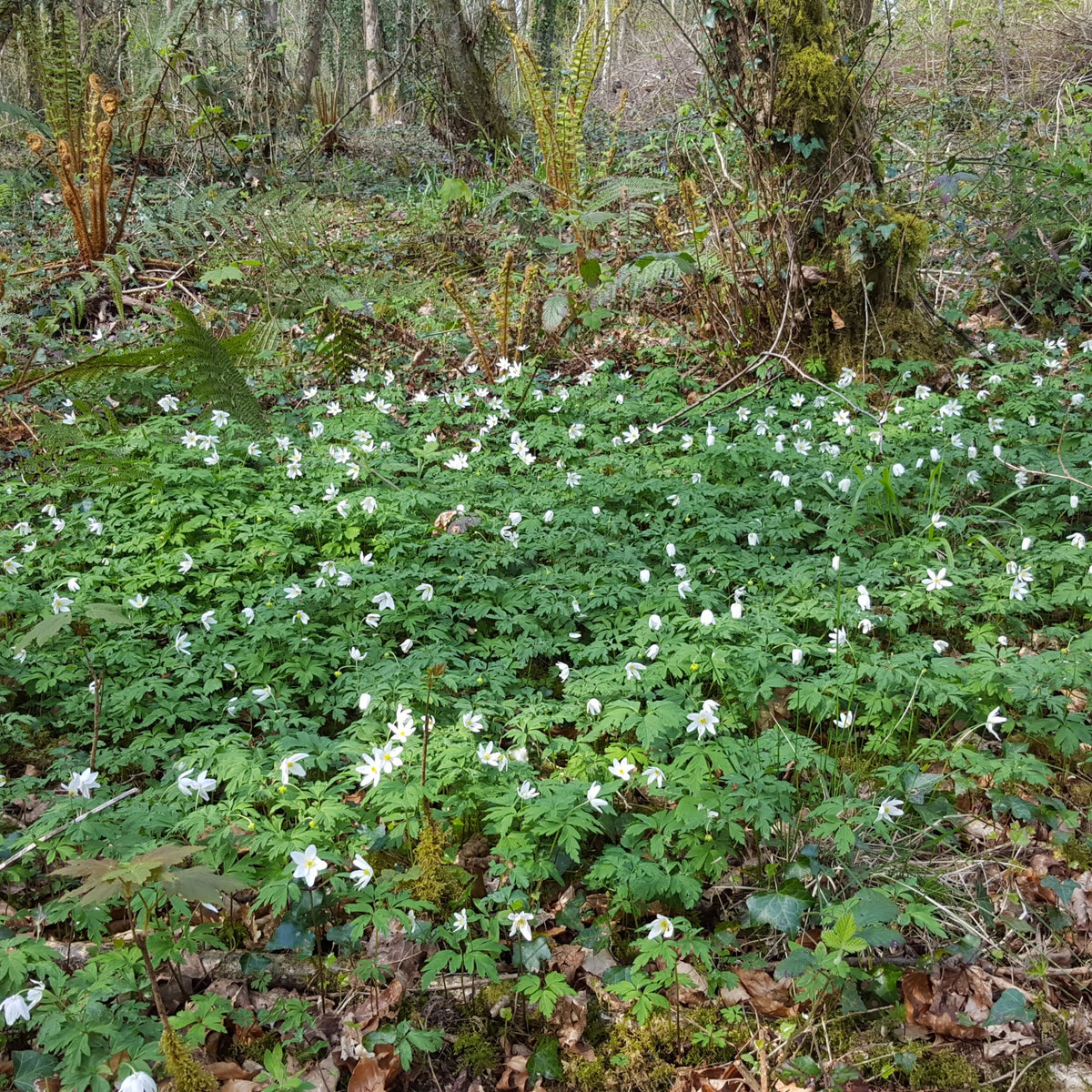 WOOD ANEMONE Anemone nemorosa – Celtic Wildflowers