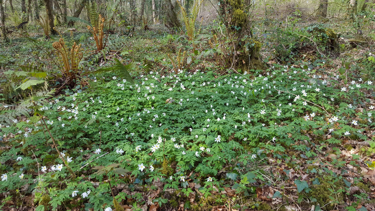 WOOD ANEMONE  Anemone nemorosa