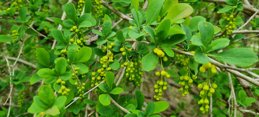 BARBERRY  Berberis vulgaris