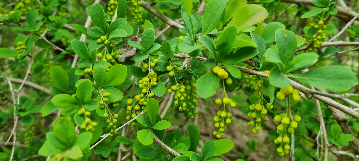 BARBERRY Berberis vulgaris – Celtic Wildflowers