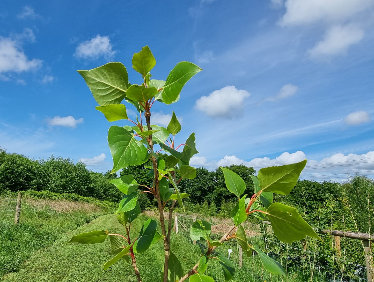 BLACK POPLAR  Populus nigra