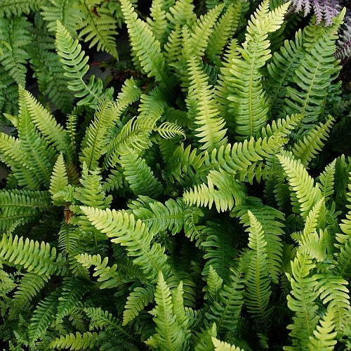 HARD-FERN  Blechnum spicant