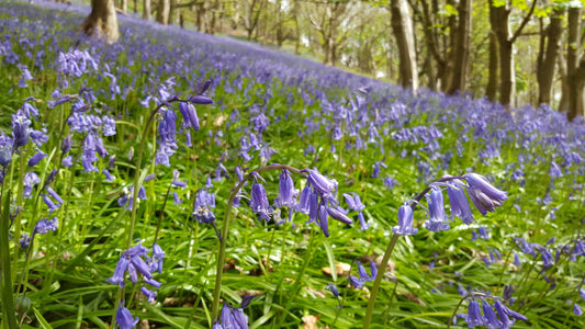 BLUEBELL  Hyacinthoides non-scripta