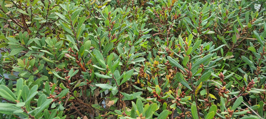 BOG-MYRTLE  Myrica gale