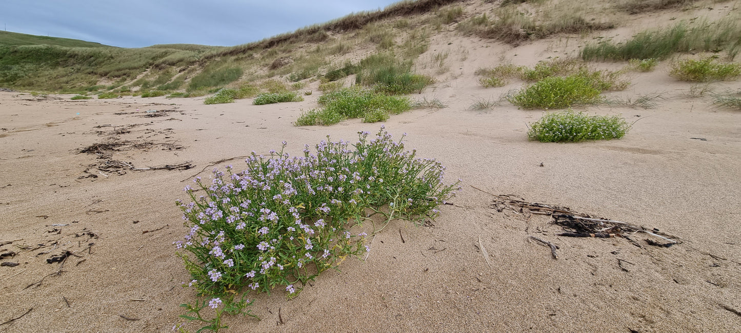 SEA ROCKET  Cakile maritima