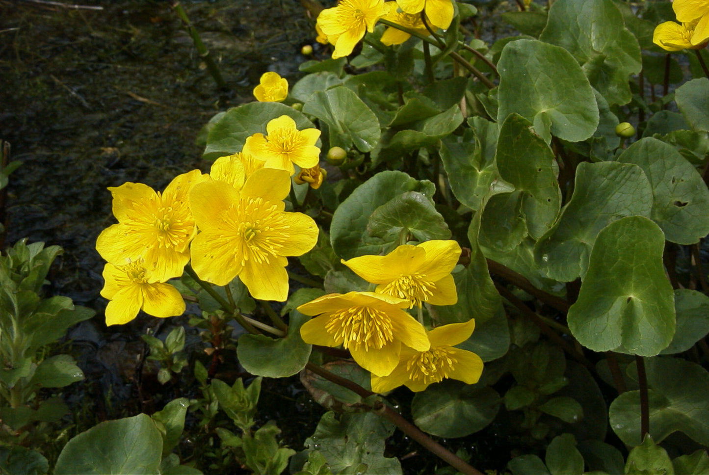 MARSH MARIGOLD  Caltha palustris