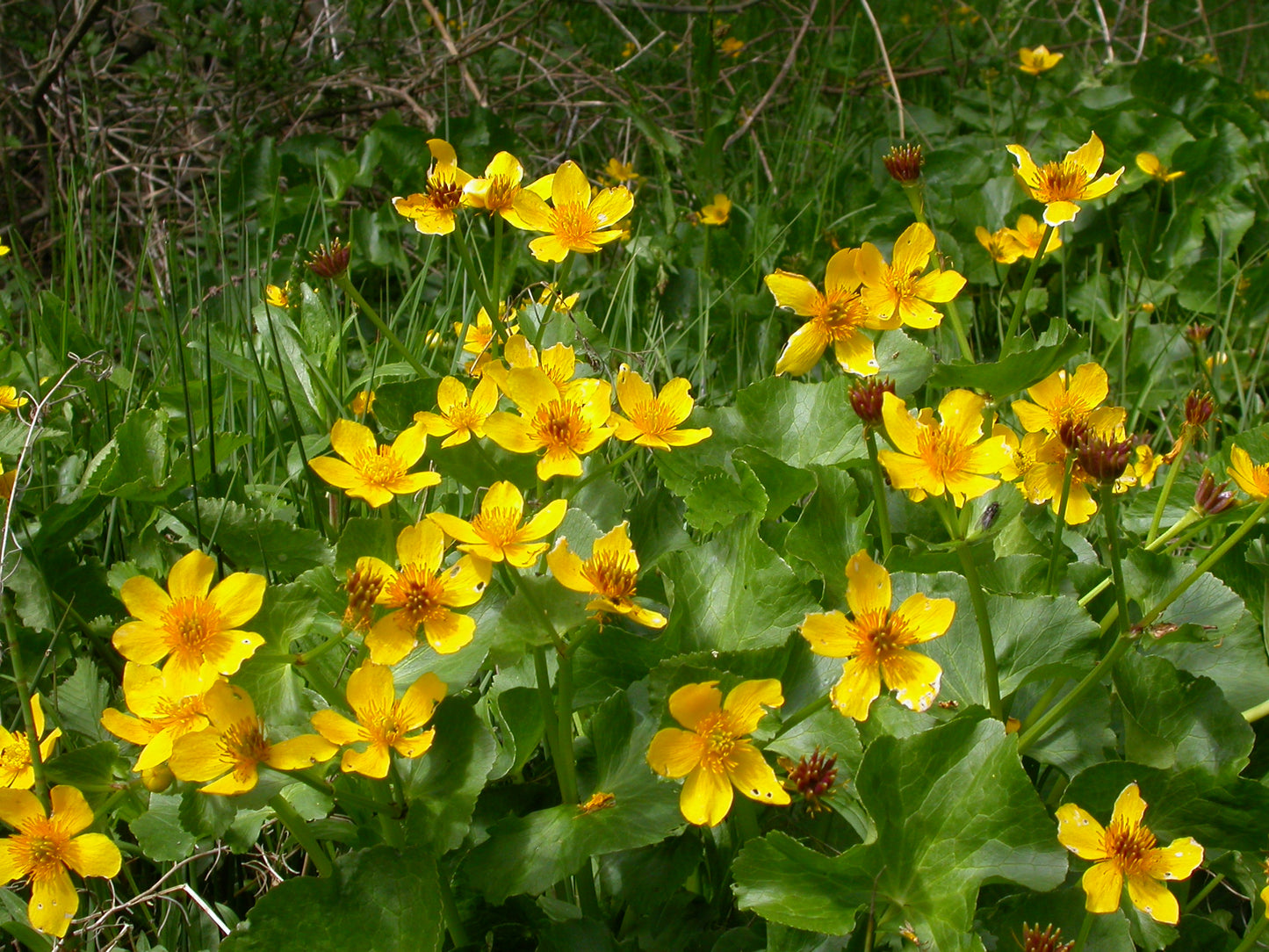 MARSH MARIGOLD  Caltha palustris