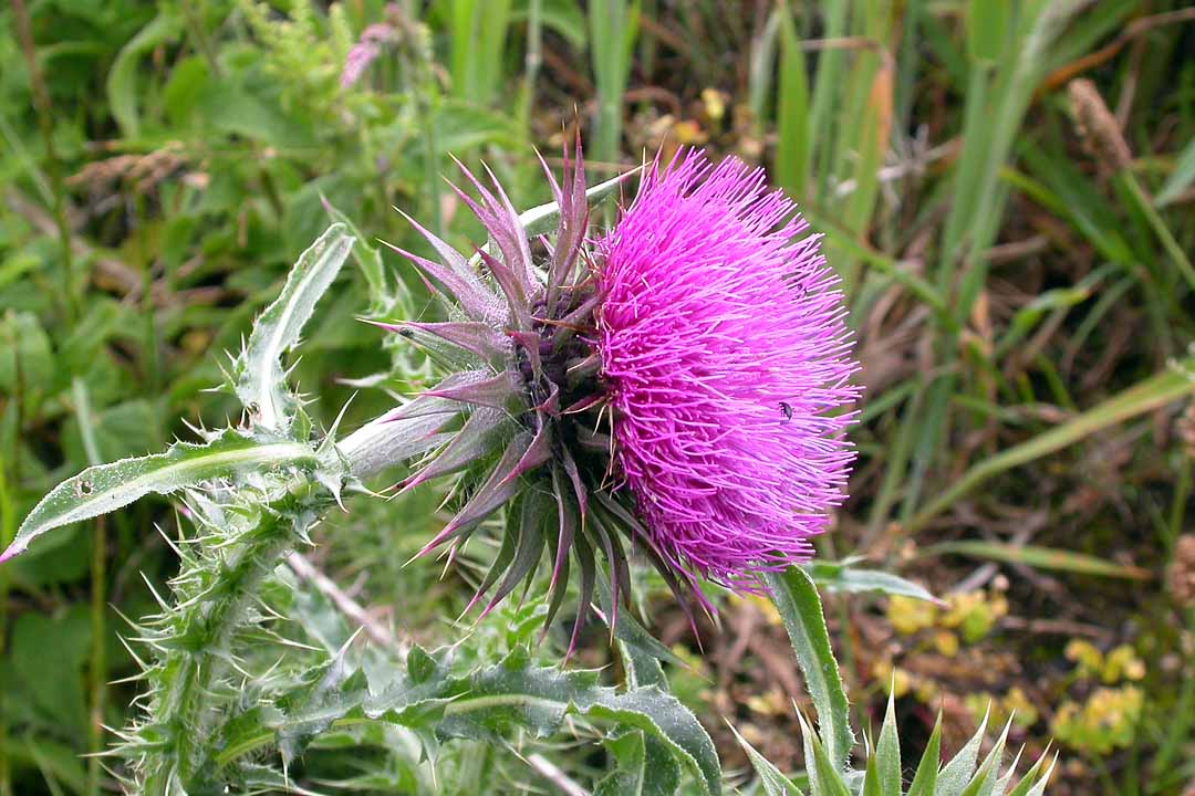 MUSK or NODDING THISTLE  Carduus nutans