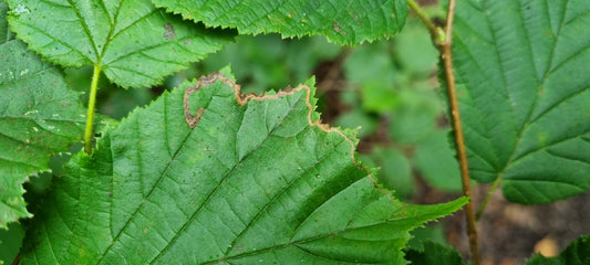 HAZEL  Corylus avellana