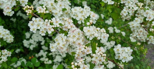 HAWTHORN  Crategus monogyna