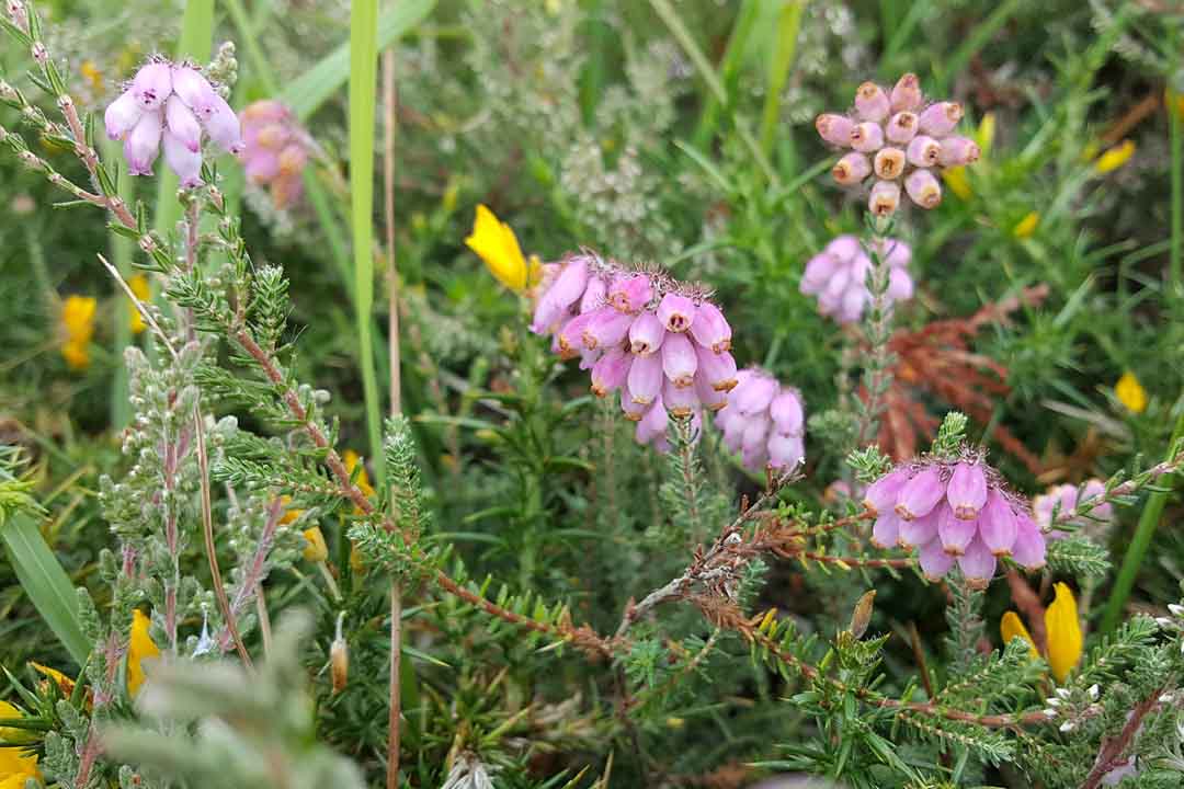 CROSS-LEAVED HEATH  Erica tetralix