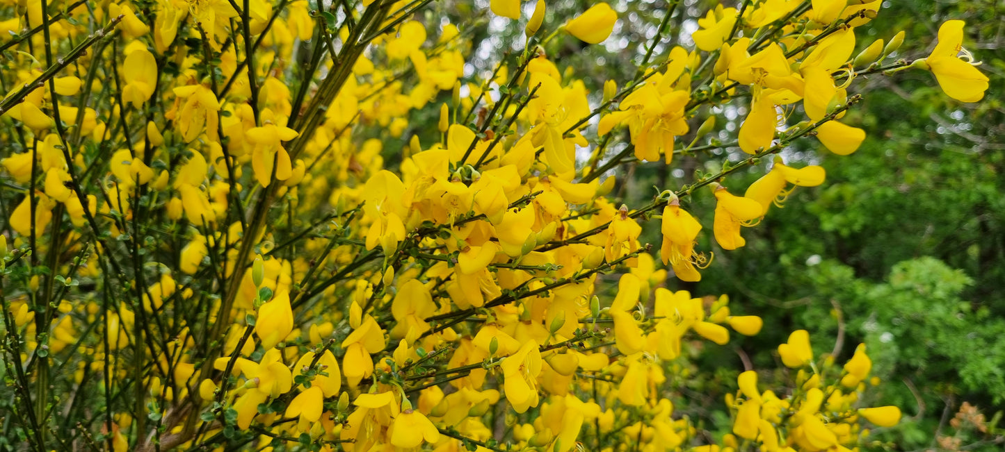 BROOM  Cytisus scoparius