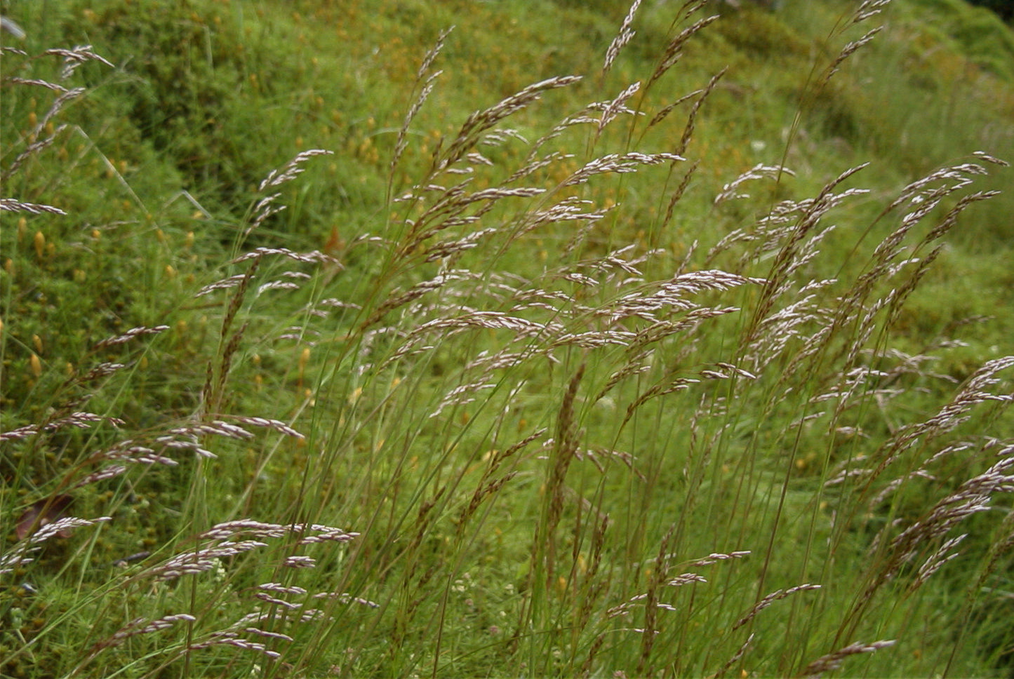 WAVY HAIR-GRASS  Avenella (Deschampsia) flexuosa
