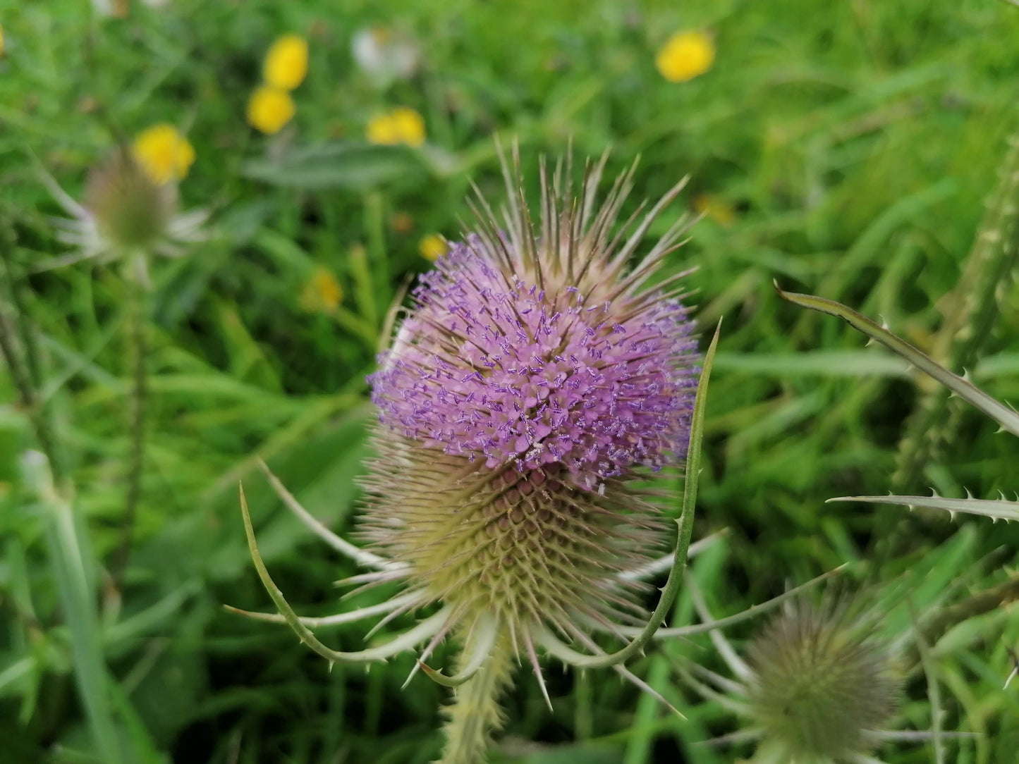 WILD TEASEL  Dipsacus fullonum